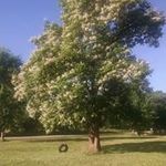 Nancy Runyon - @runyonnancy - Instagram