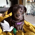 Nancy Dolly Pingel Ruppel - Facebook