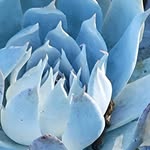 Nancy Sams - @grnivy567 - Instagram