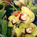 Nancy Scalone - Facebook