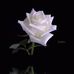 Nancy Scarcella - Facebook