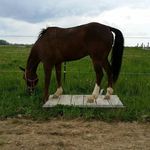 Nancy Scheid Lindenberger - @nancyscheidlindenberger - Instagram