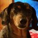 Nancy Schippers - Facebook