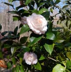 Nancy Schnabel - Facebook