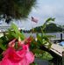 Nancy Schuchart - Facebook