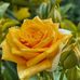 Nancy Shii - Facebook