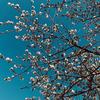 moody_ukulele - @nancyschultz68 - TikTok