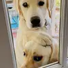 Scully dogs - @nancy.scully - TikTok