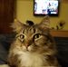 Nancy Shaner - Facebook