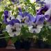 Nancy Shankel - Facebook