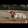 nancyshealy - @country.stuff46 - TikTok