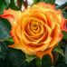 Nancy Sheffey - Facebook