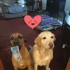 Nancy Shollenberger - @nancy.shollenberg - TikTok