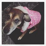 Nancy Shoemaker - @shoemaker8155 - Instagram