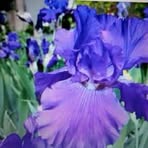 Nancy Simmers - Facebook