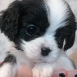Nancy Simpson - @pup_nancy - Instagram