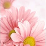 Nancy Sirois - Facebook