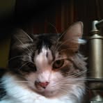 Nancy Scarborough Skellenger - Facebook