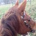 Nancy Skoog-Edholm - Facebook
