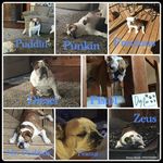Nancy Slavik - @bunkhousebullys - Instagram
