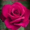 Nancy Sleiman - @nancy.sleiman8 - TikTok