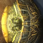 Nancy🐢 - @nancy_the_snapping_turtle - Instagram