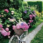 Nancy Snedden - Facebook