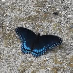 Nancy Snodgrass - @nancy.snodgrass.14 - Instagram