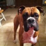 Nancy Snyder - @snyderbulldogs - Instagram