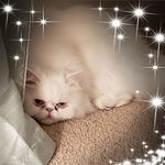 Nancy Balzer - @nancy.sobotka.1 - Instagram