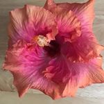 Nancy Soileau - @nansoileau - Instagram