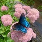 Nancy Speck Metcalf - @nmetcalf4109 - Instagram