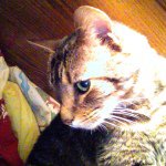 Nancy Speed - @chesterisacat - Instagram