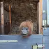 Nancy Sperling - @nancy.sperling3 - TikTok