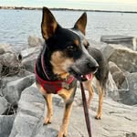 Nancy Springer - @batley_the_cat - Instagram