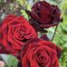 Nancy Stabile - Facebook