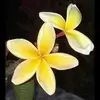 Nancy Steiner - @nancy.steiner8 - TikTok