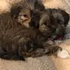 nancysteinervance - @nancysteinervance - TikTok