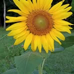 Nancy Stiffler - Facebook