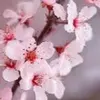 nancystorms4 - @nancystorms4 - TikTok