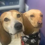 Oliver + Nancy - @oliverandnancystreetdogsnomore - Instagram