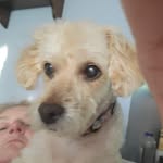 Nancy Ann Waardenburg-Stromberg - @craftydog1 - Instagram