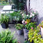 nancy sturg - @nancysturgeon001 - Instagram