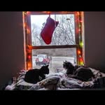 Nancy Sulentic - @nancysulentic - Instagram