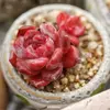 Nancy’s Succulents - @nancy_succulents - TikTok