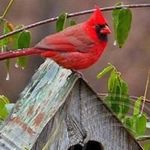 Nancy Swope Behanic - @swopebehanic - Instagram