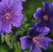 Nancy Jordan Tadlock - Facebook