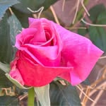 Nancy E. Talbott - @nancytbelgold - Instagram