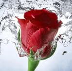 Nancy Tarrant - Facebook