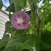 Nancy Teachout - Facebook